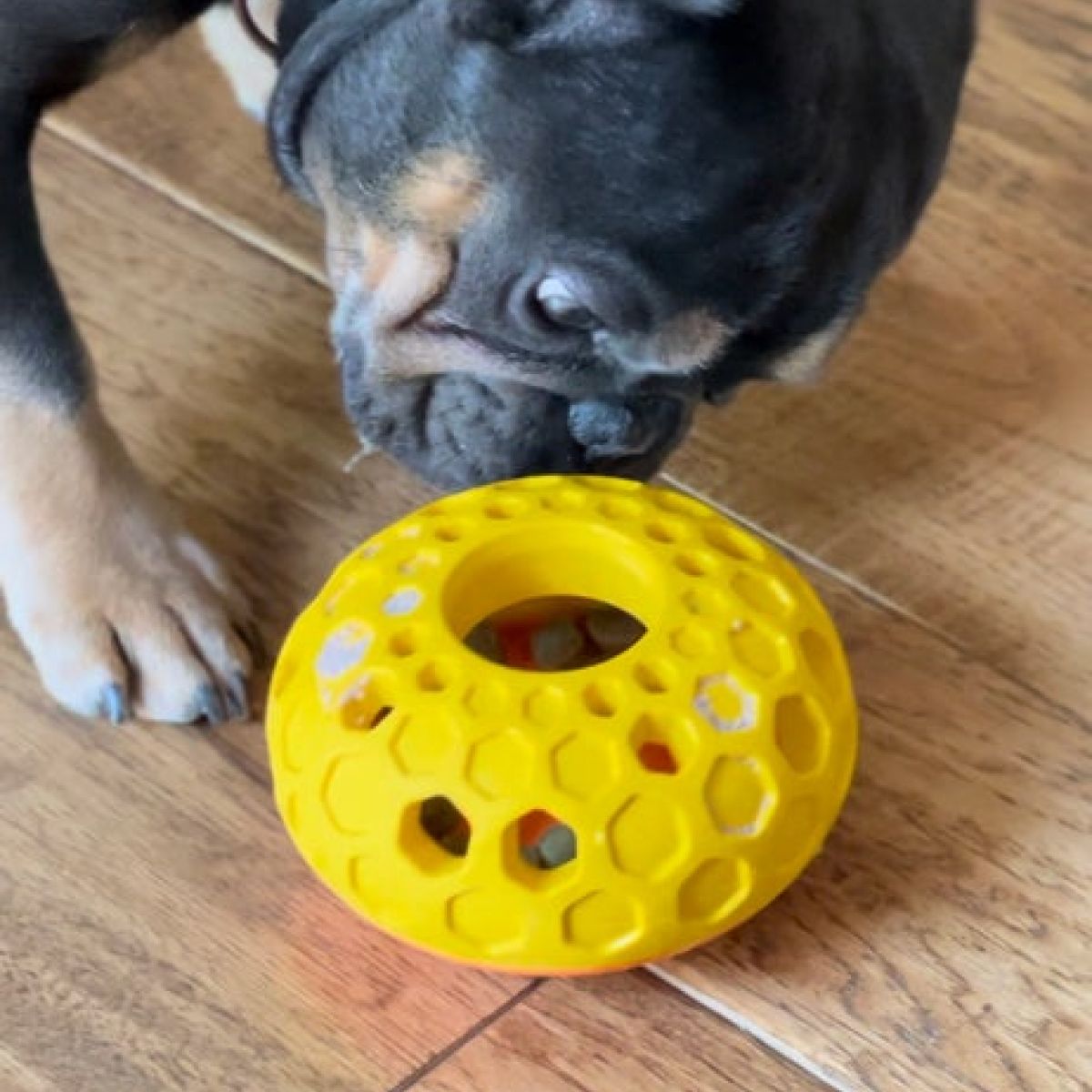 Tall Tails Hive Dog Toy