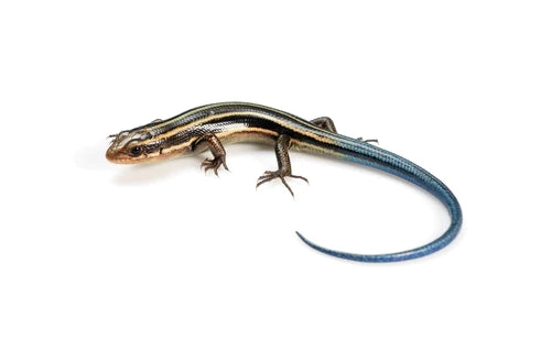 African Blue Tail Skink