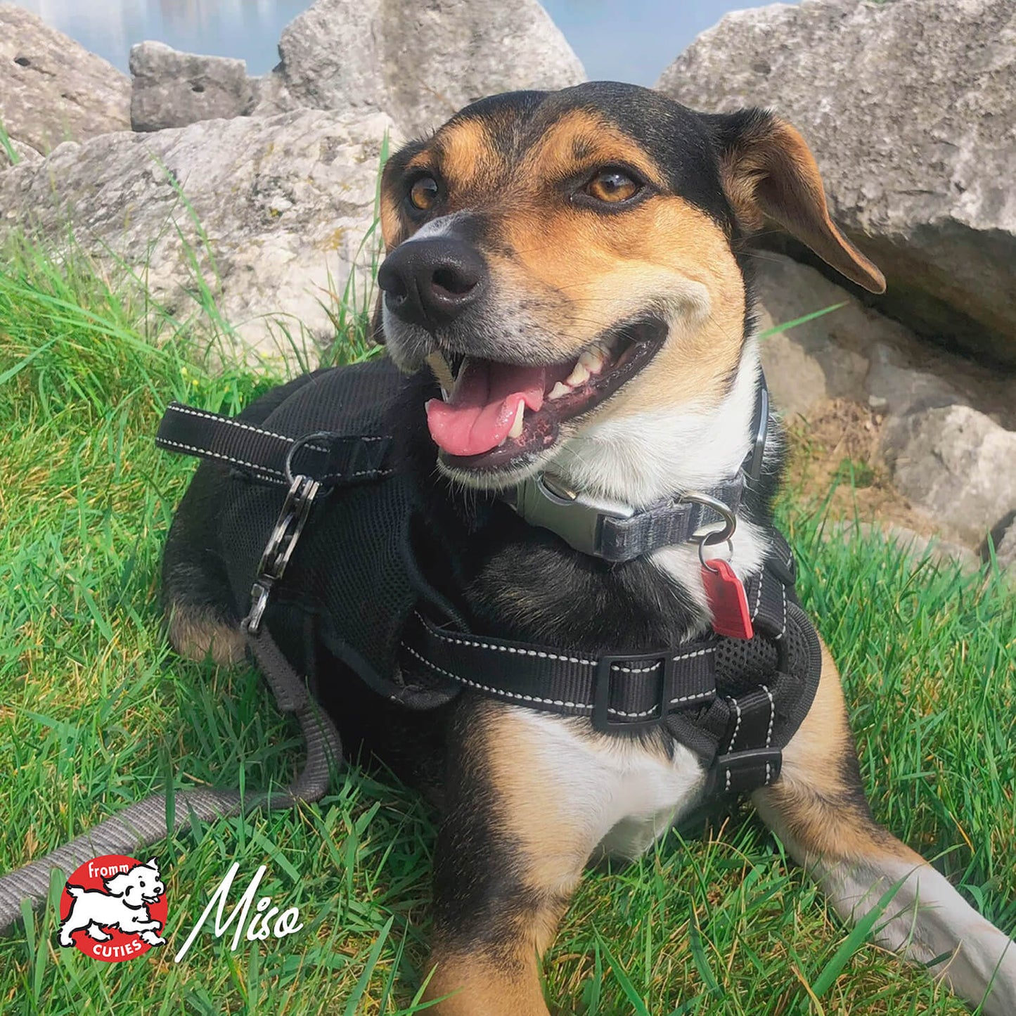 Fromm Diner Classics Paula's Chicken & Pumpkin Pate 12.5 oz. Can