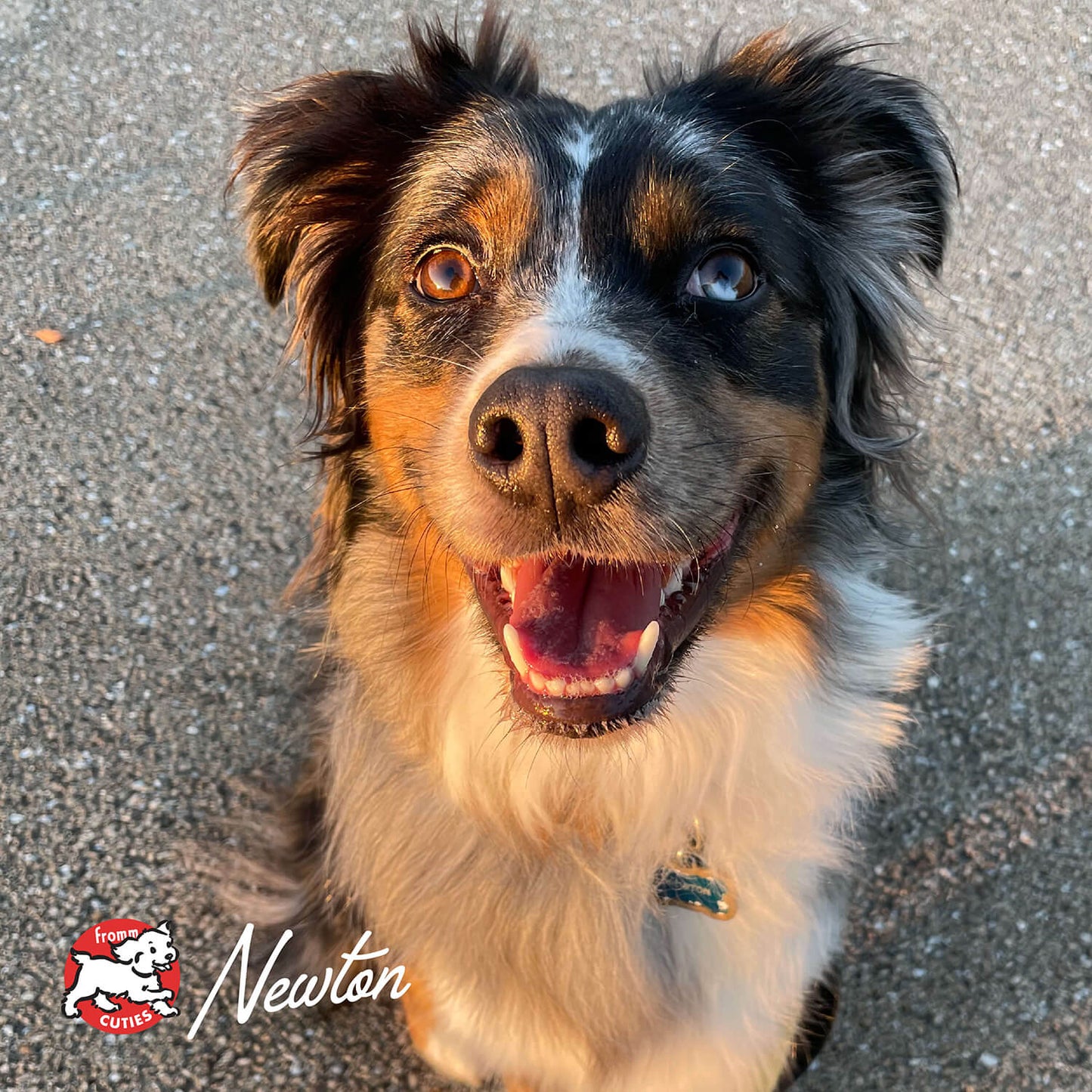 Frommbo Gumbo Hearty Stew with Beef Sausage Canned Dog Food