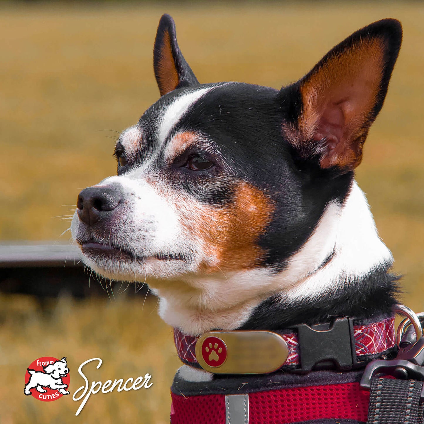 Frommbo Gumbo Hearty Stew with Pork Sausage Canned Dog Food
