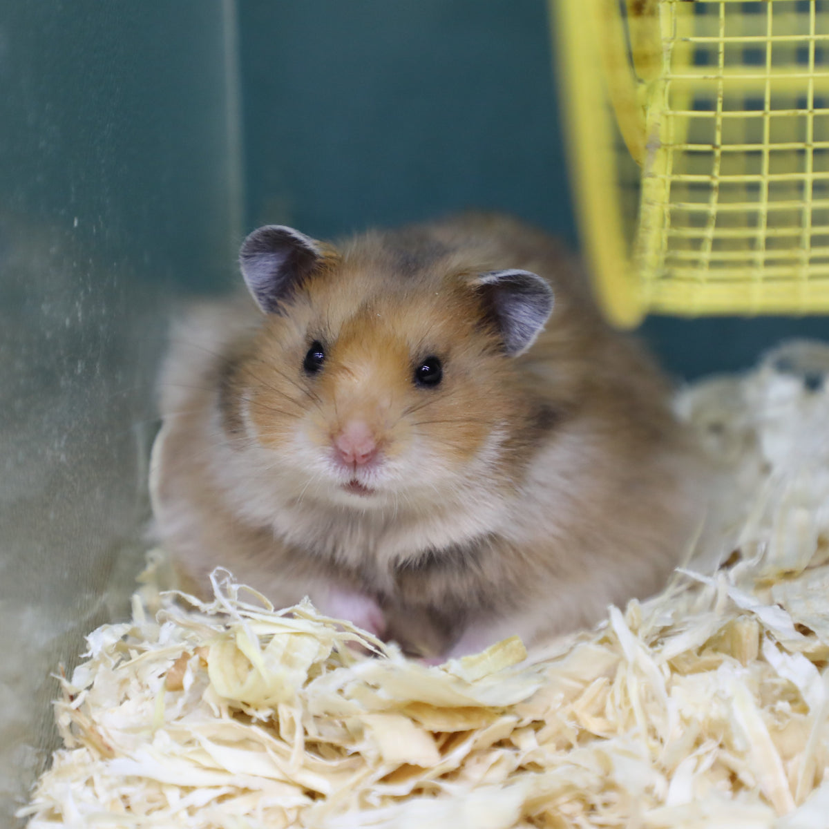Teddy Bear Hamster ??? Pet Paradise - Harvard