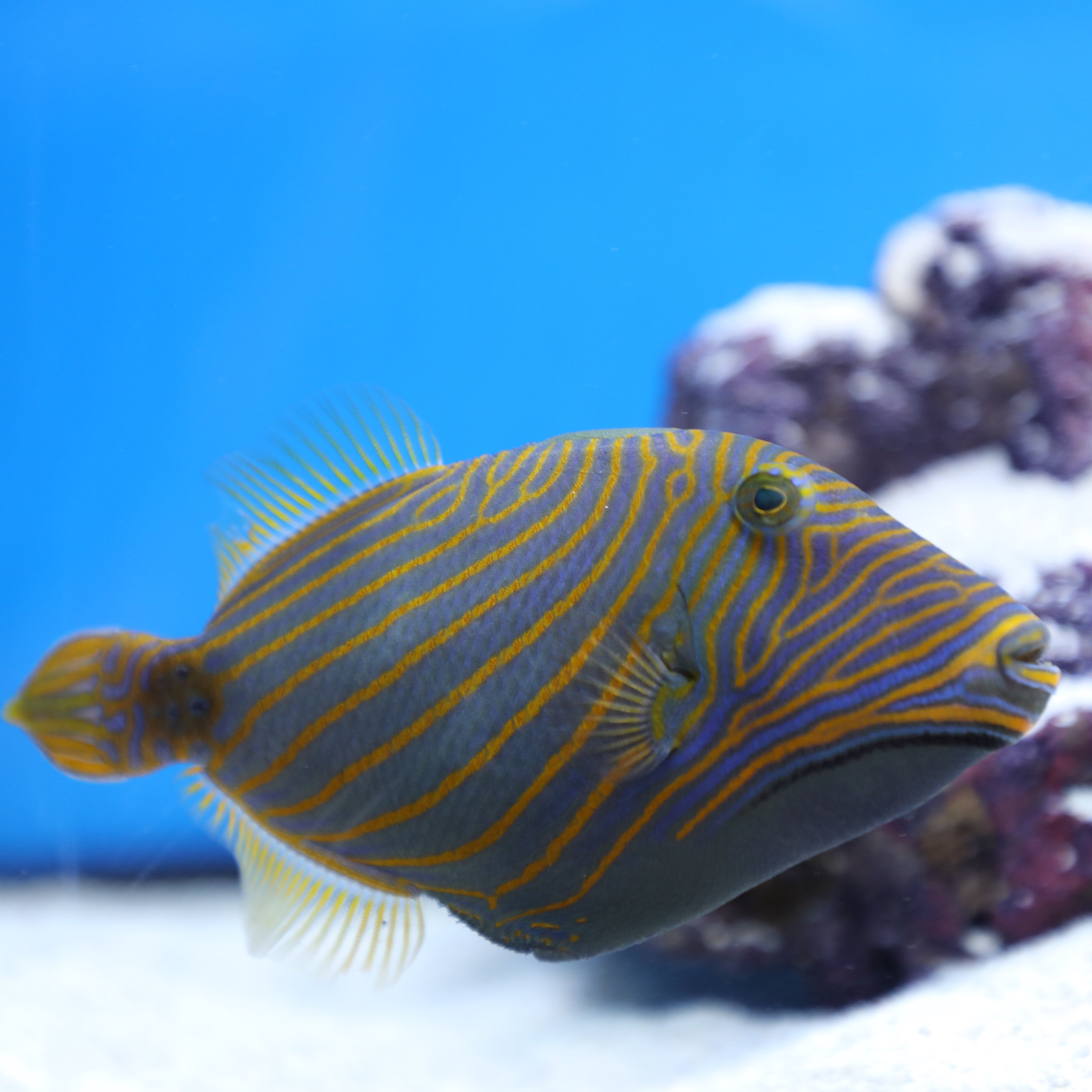 Predatory Fish – Pet Paradise - Harvard