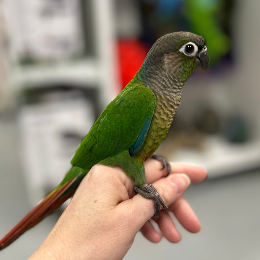 Green Cheek Conure, Hand-Fed