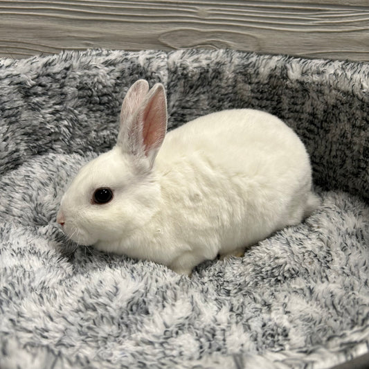 Mini Rex Bunny