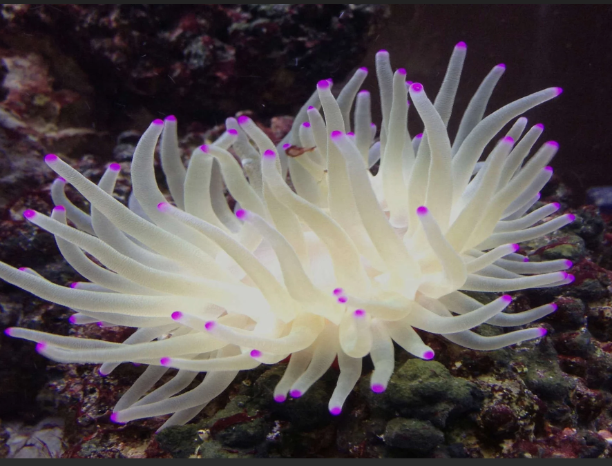 Pink Tip Condy Anemone