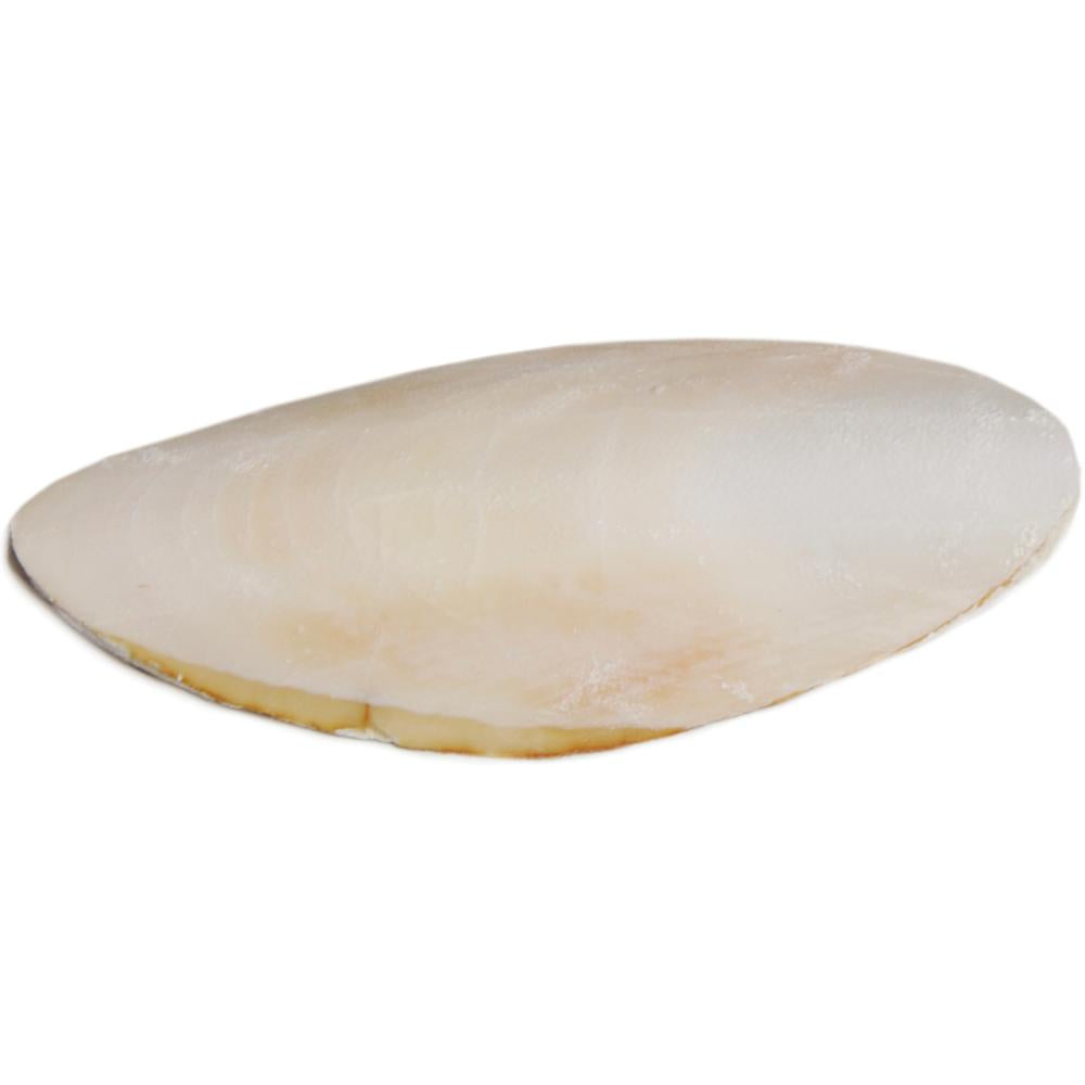 Prevue Cuttlebone 5", 1 Count