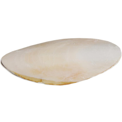 Prevue Cuttlebone 5", 1 Count