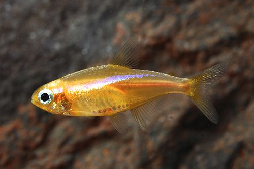 Gold Neon Tetra