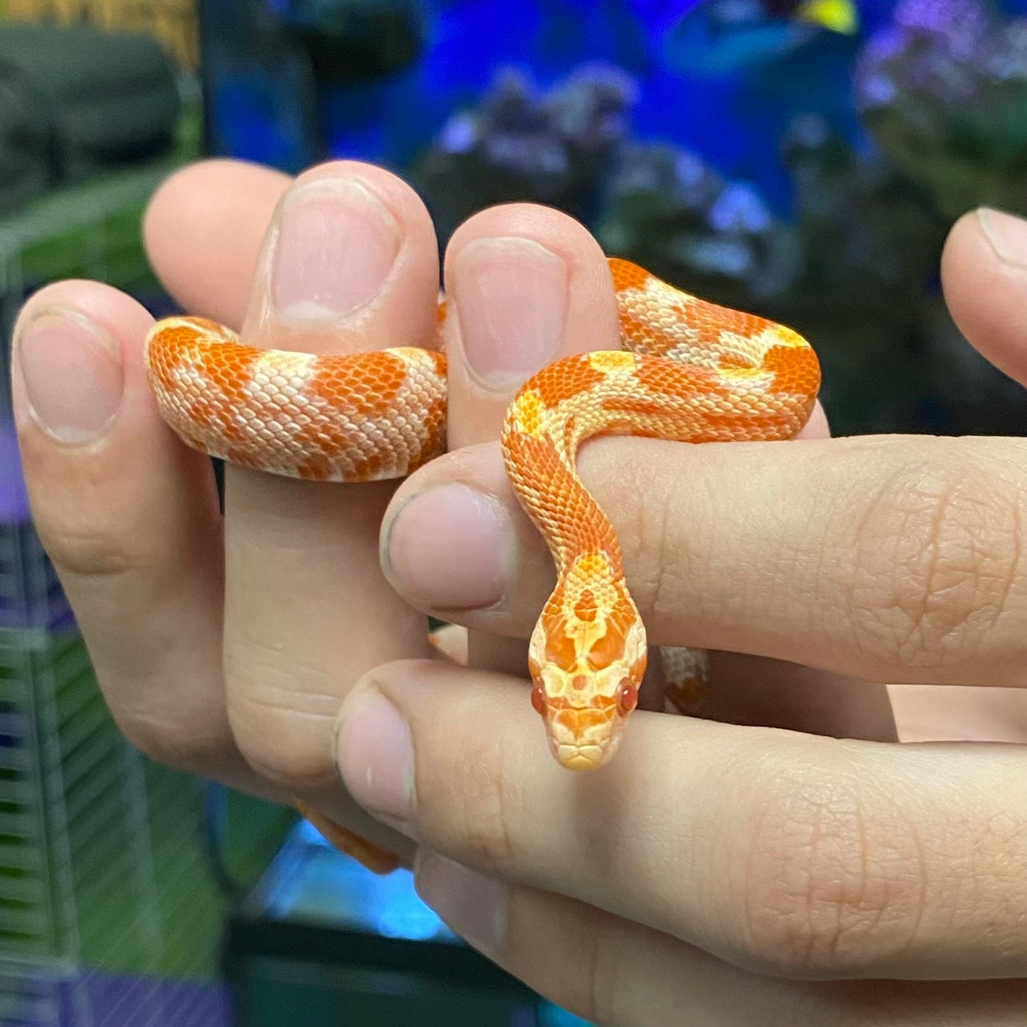 Albino Amelanistic Corn Snake