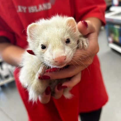 Marshall Ferret