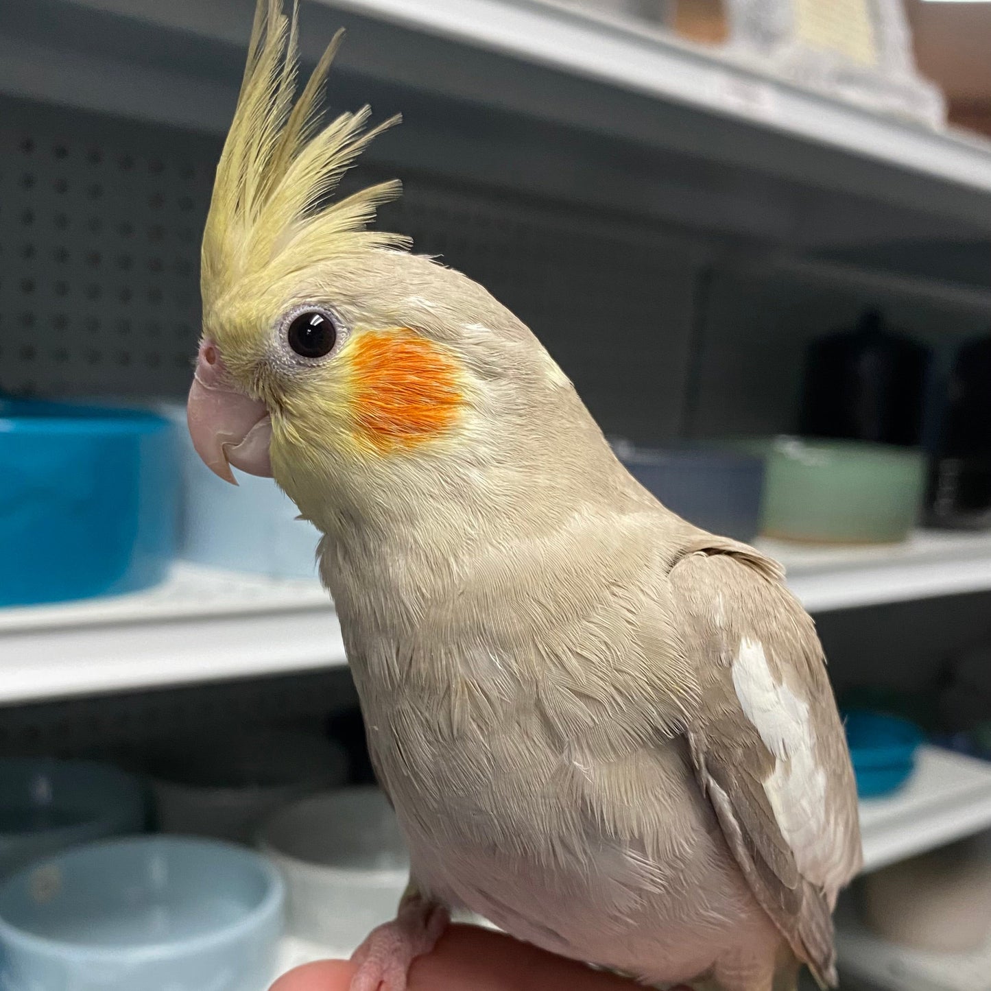 Cinnamon Cockatiel, Hand-Fed