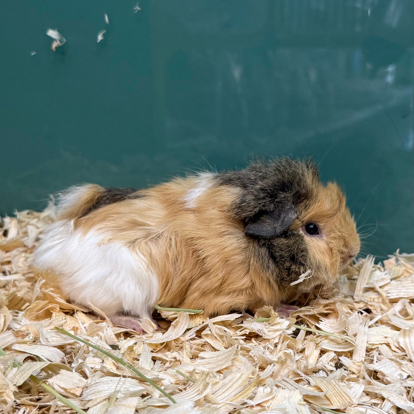 Abyssinian Guinea Pig Female