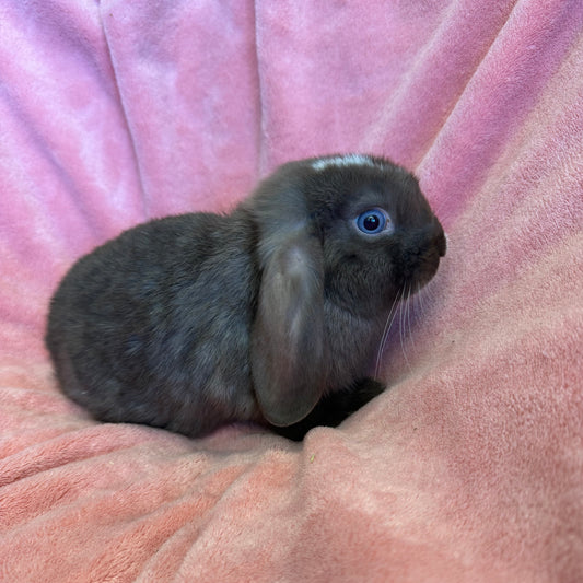 Mini Lop Bunny Male