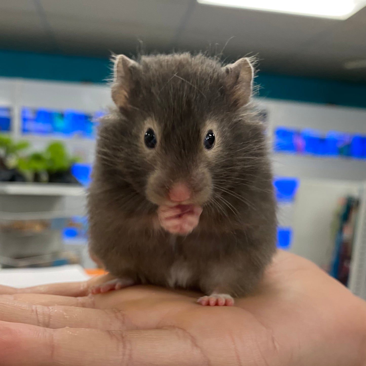 Long Hair Syrian Hamster