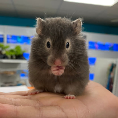 Long Hair Syrian Hamster