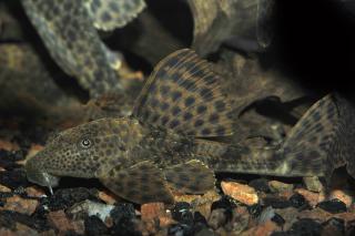 Hypostomus Plecostomus