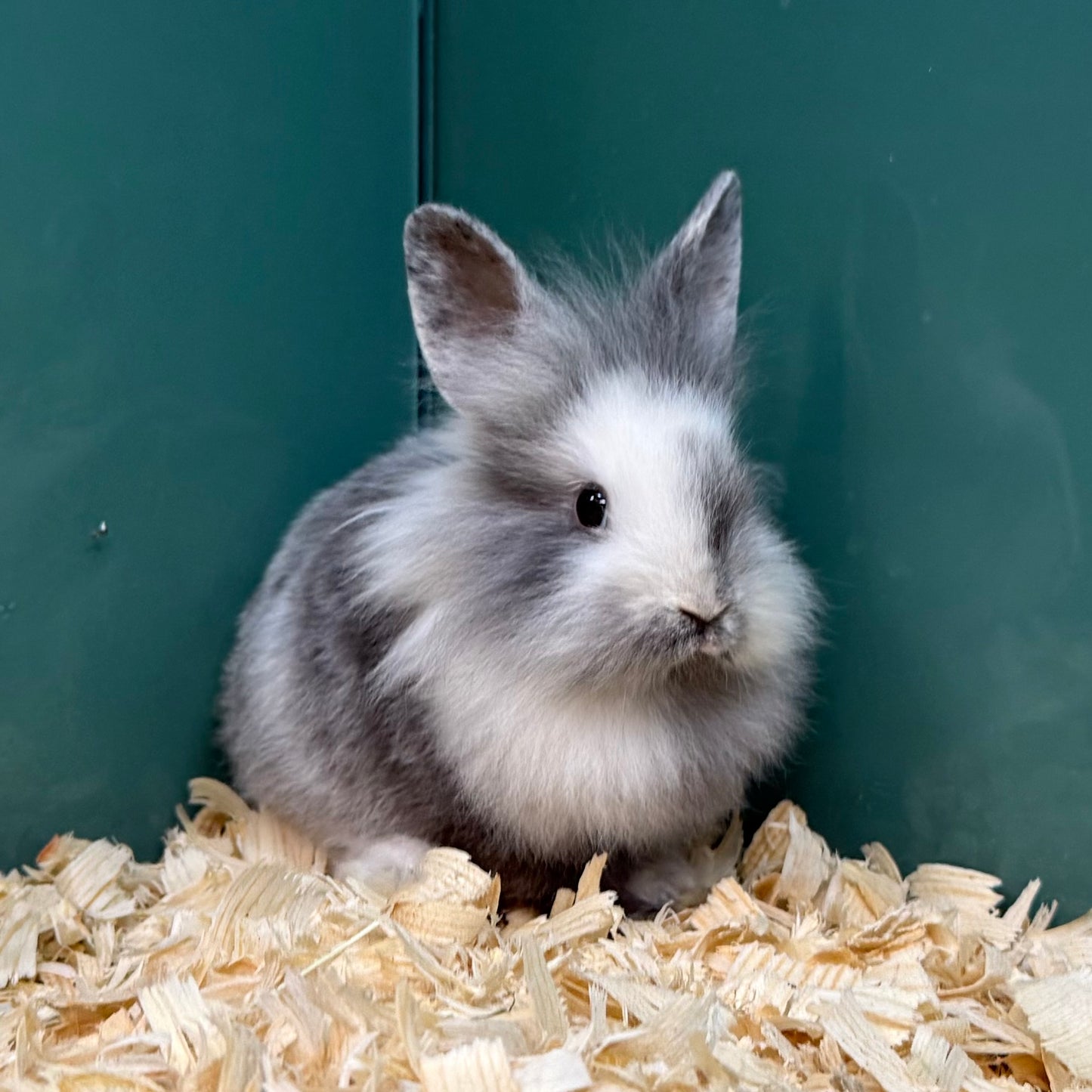 Lionhead Bunny