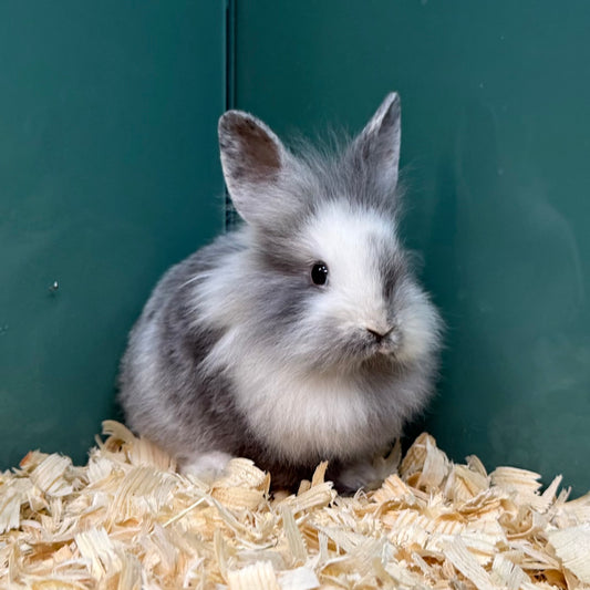 Lionhead Bunny