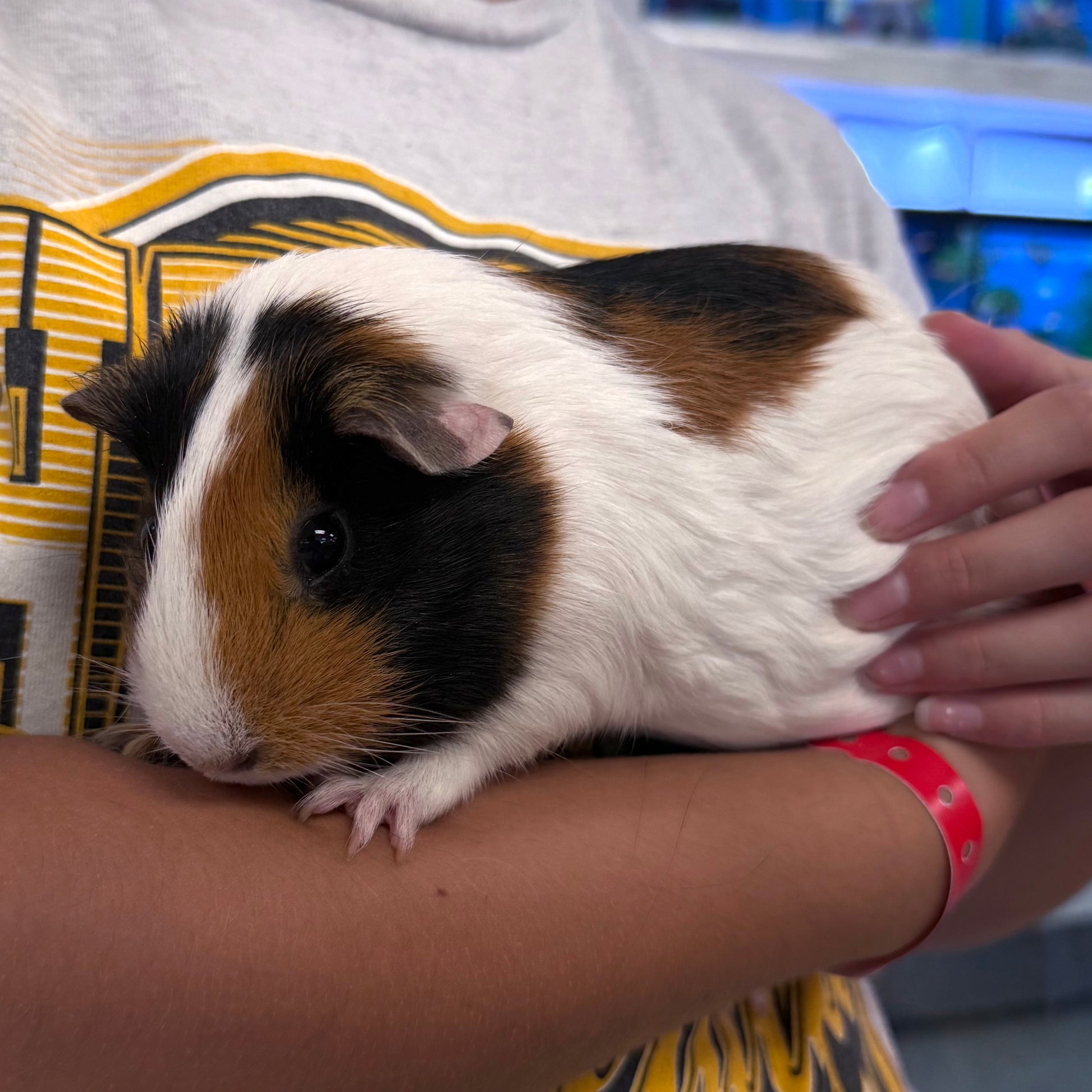 Guinea Pig Good Pets For Year Olds Guinea Pig Small Pet
