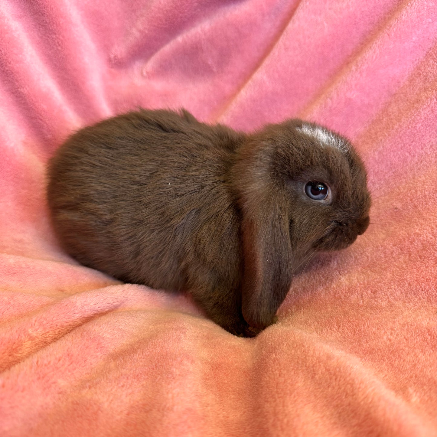Mini Lop Bunny Male