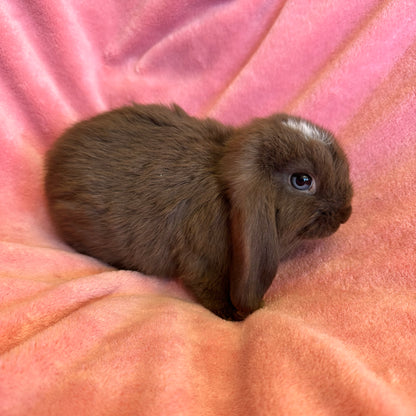 Mini Lop Bunny Male