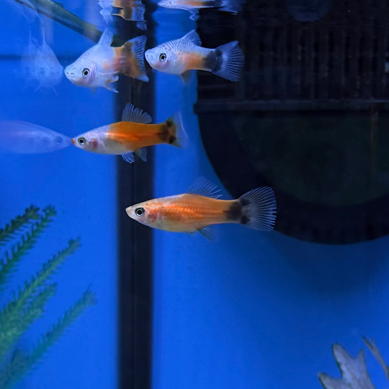 Red & White Mickey Mouse Swordtail