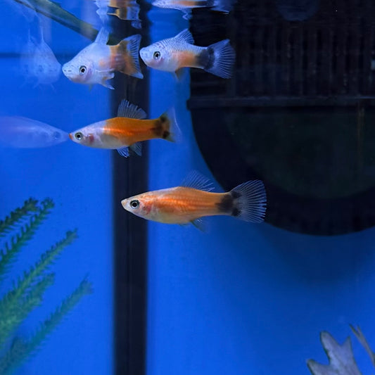 Red & White Mickey Mouse Swordtail
