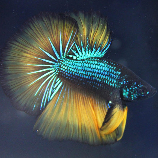 Halfmoon Mustard Gas Male Betta