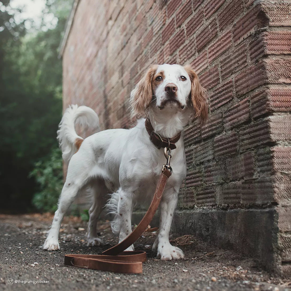 Circle T Rustic Leather Town Dog Collar, Brick Red