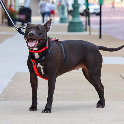 Coastal Reflective Control Handle Harness Blue