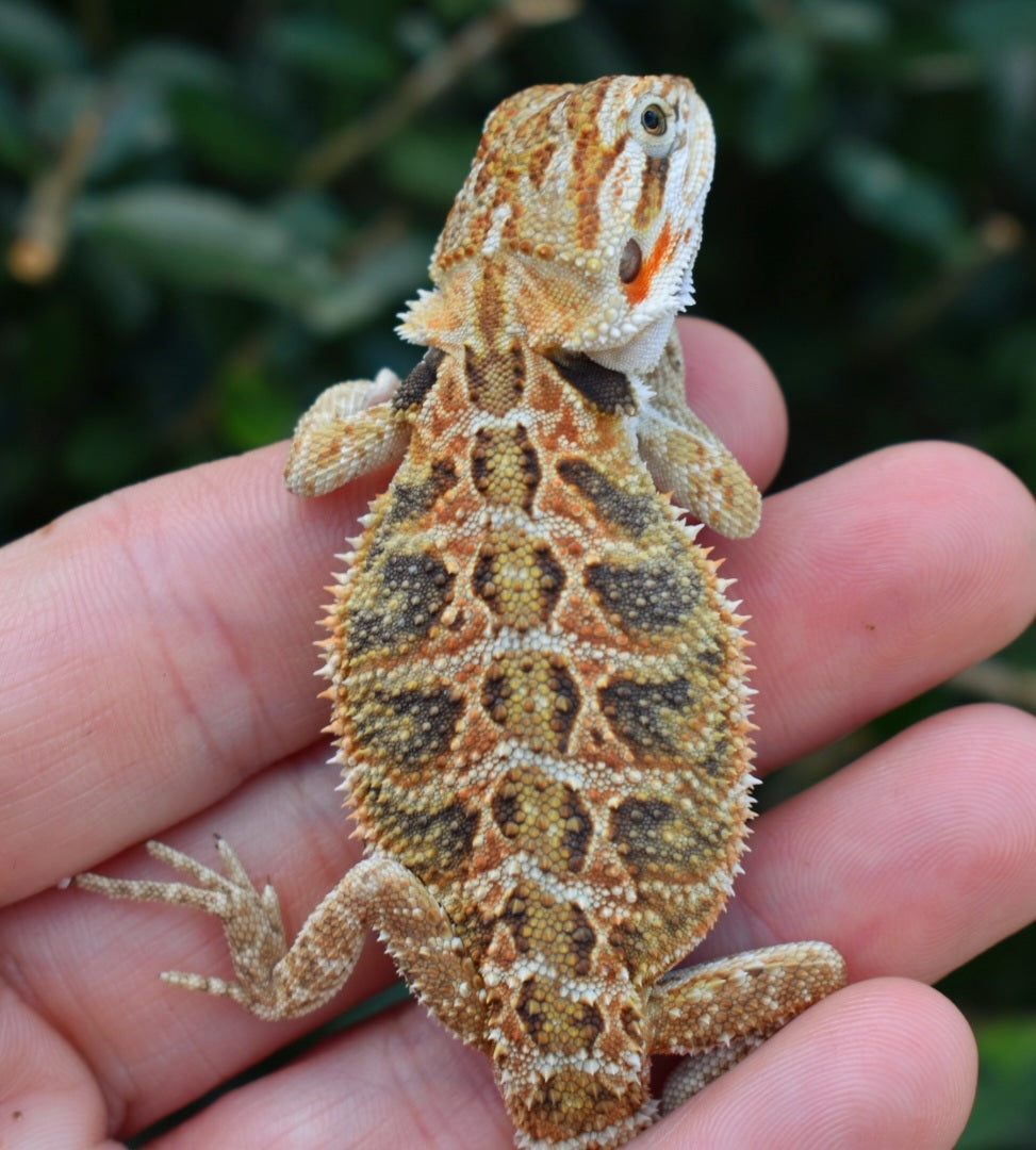 Bearded Dragon