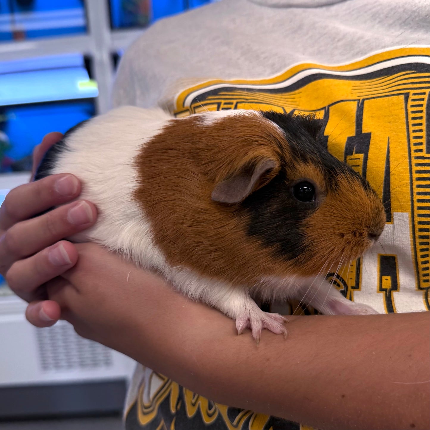 Assorted Guinea Pig – Pet Paradise Harvard - Main Image