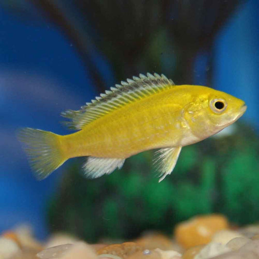 Yellow Lab African Cichlid
