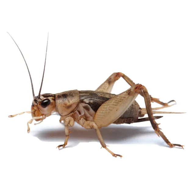 Live Crickets