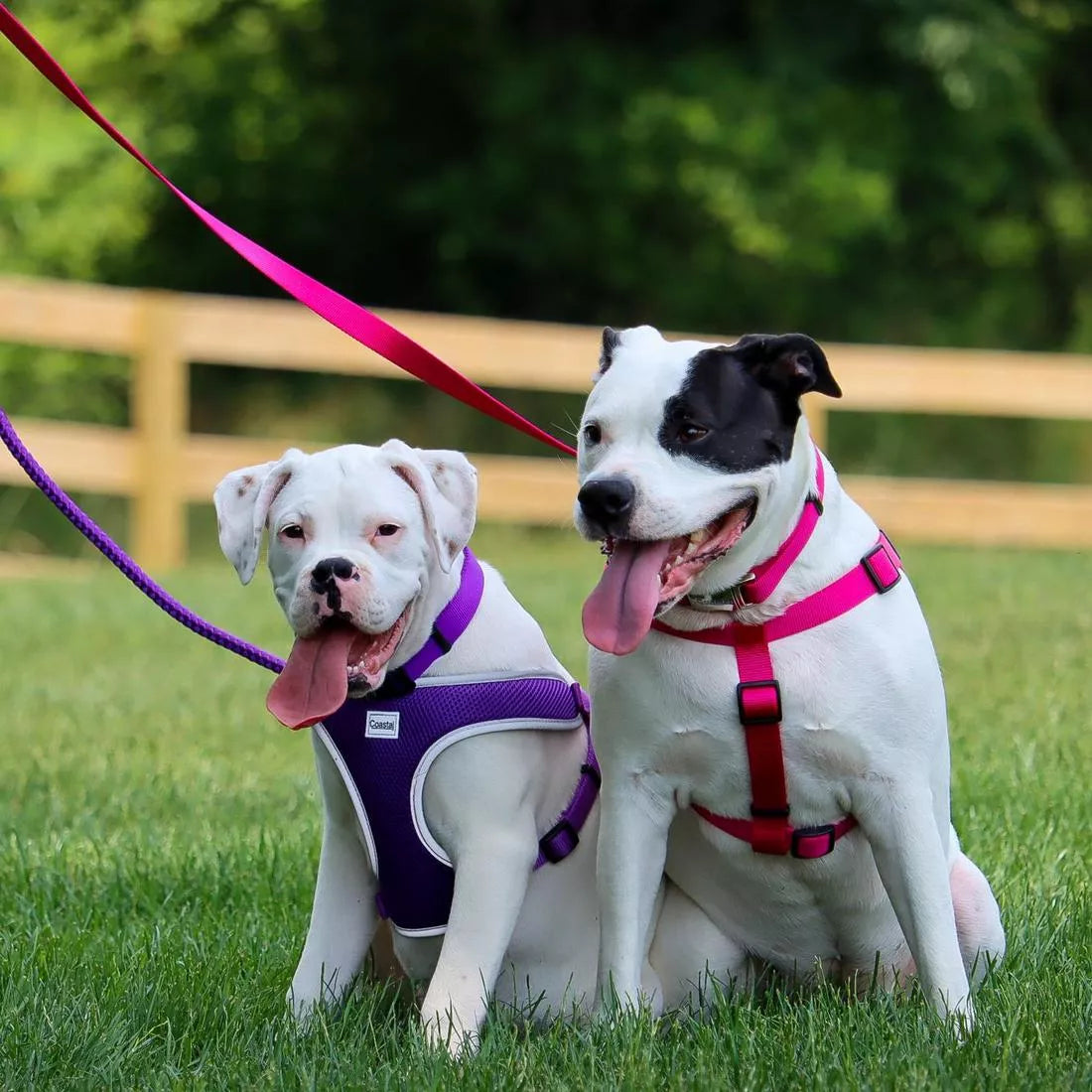 Coastal Comfort Wrap Adjustable Dog Harness Blue