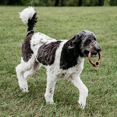 Benebone Ring Bacon Flavored Dog Chew Toy