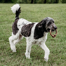 Load image into Gallery viewer, Benebone Ring Bacon Flavored Dog Chew Toy
