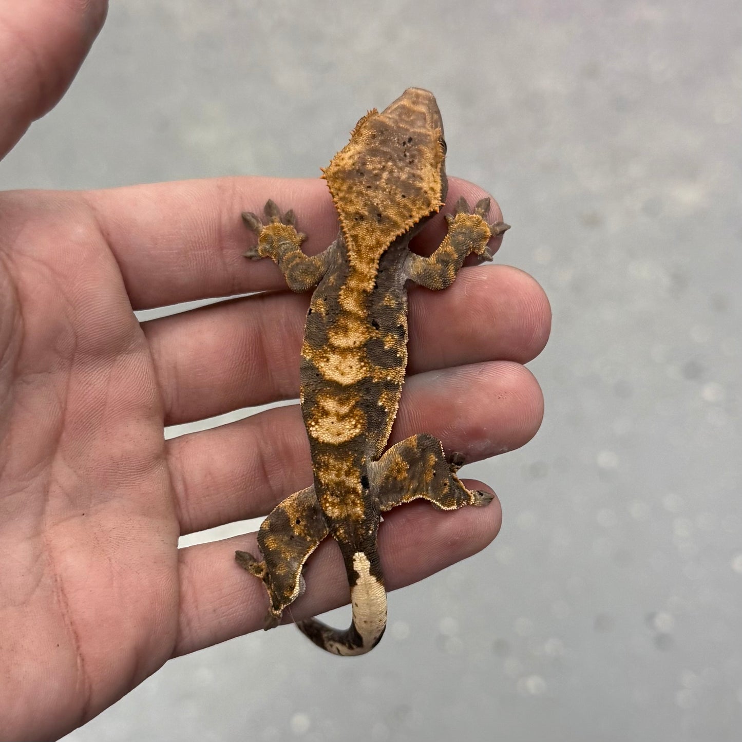 Harlequin Dalmatian Crested Gecko