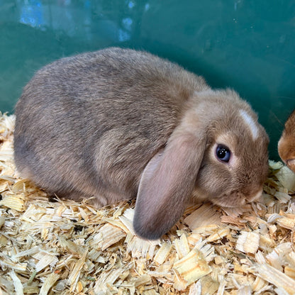 Mini Lop Bunny Female