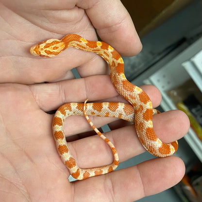 Albino Amelanistic Corn Snake