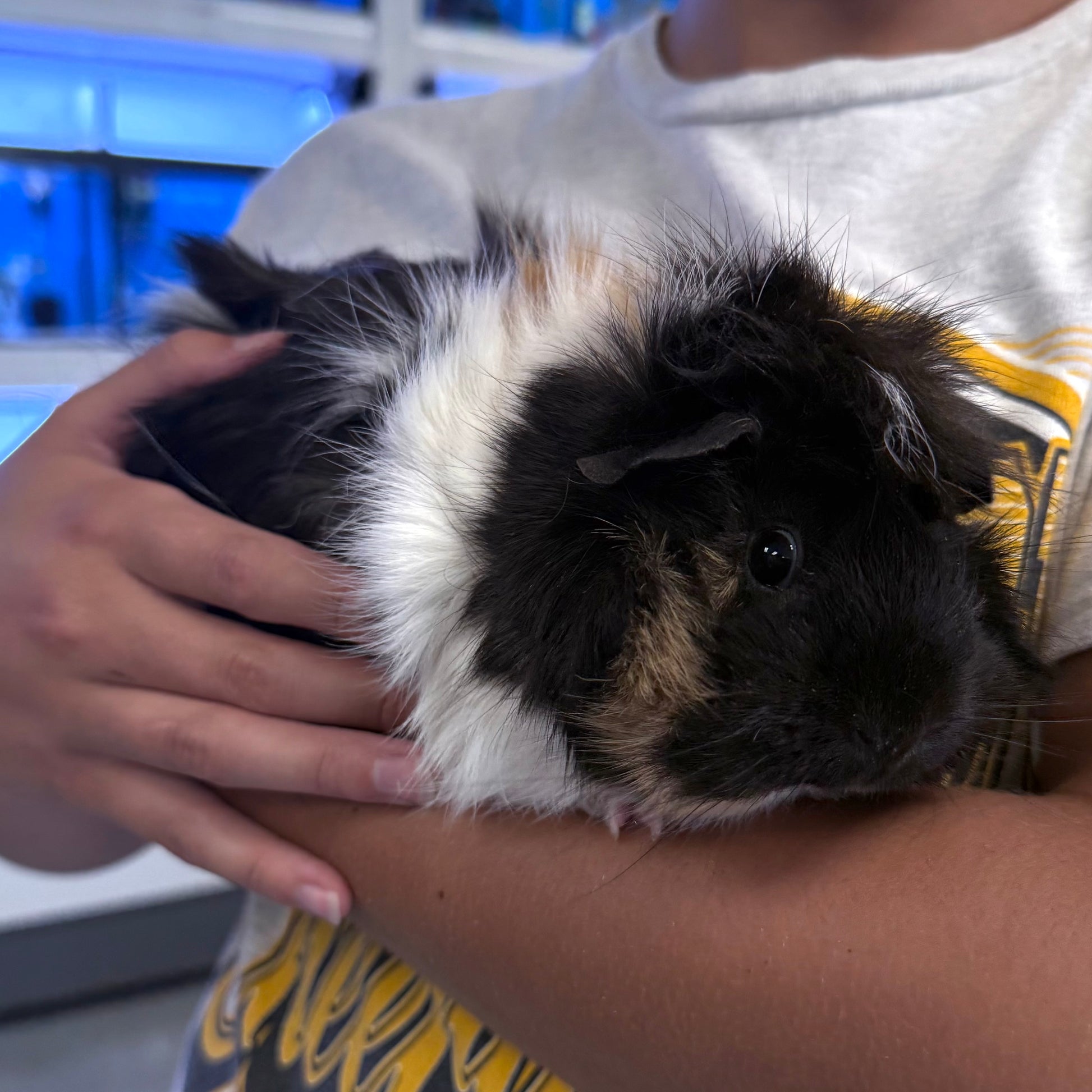 Assorted Guinea Pig