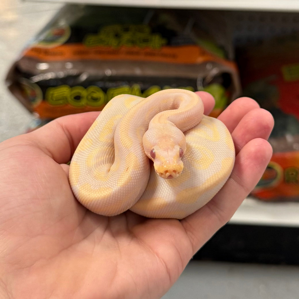 Albino Hogsnot Python Albino Ball Python Female