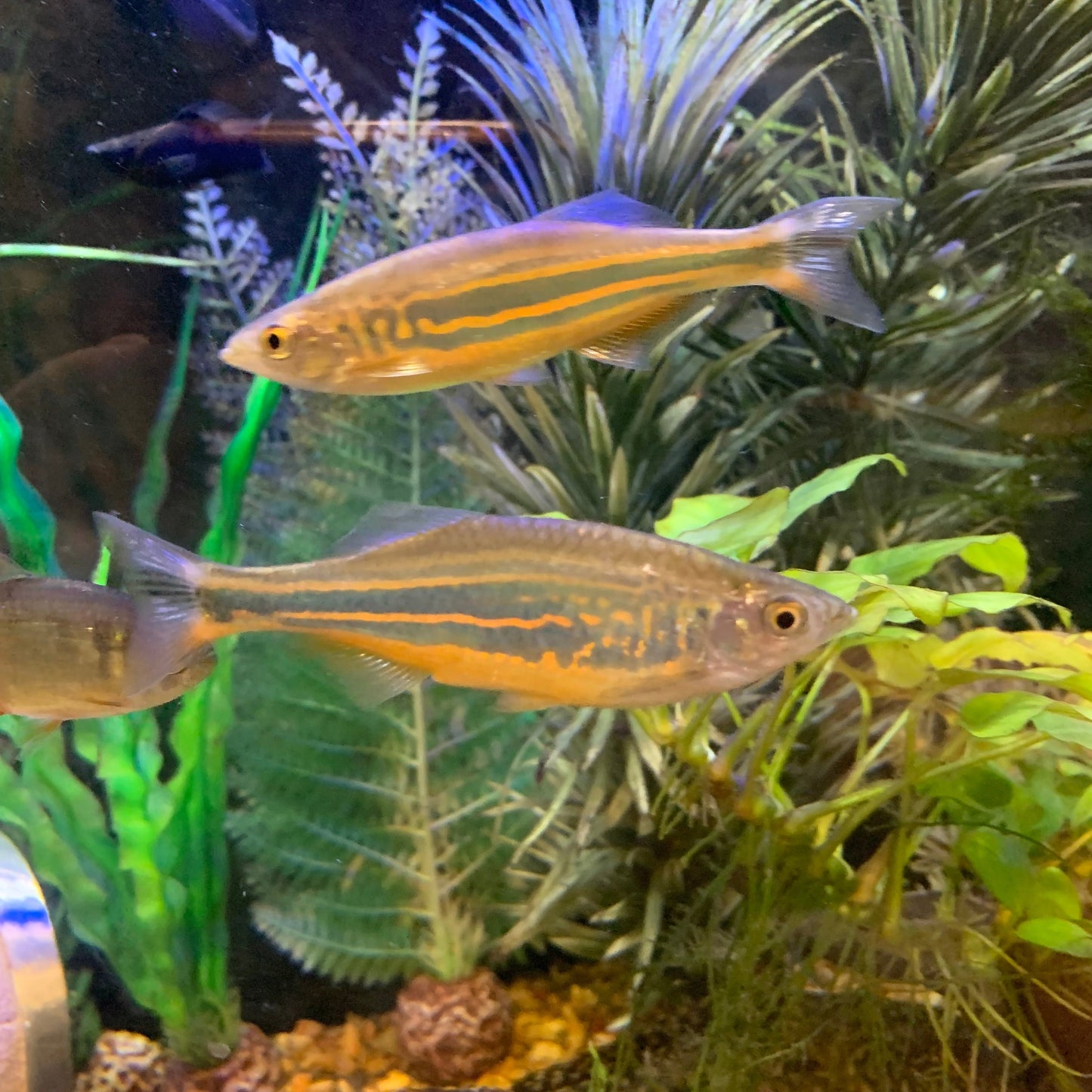 Giant Danio