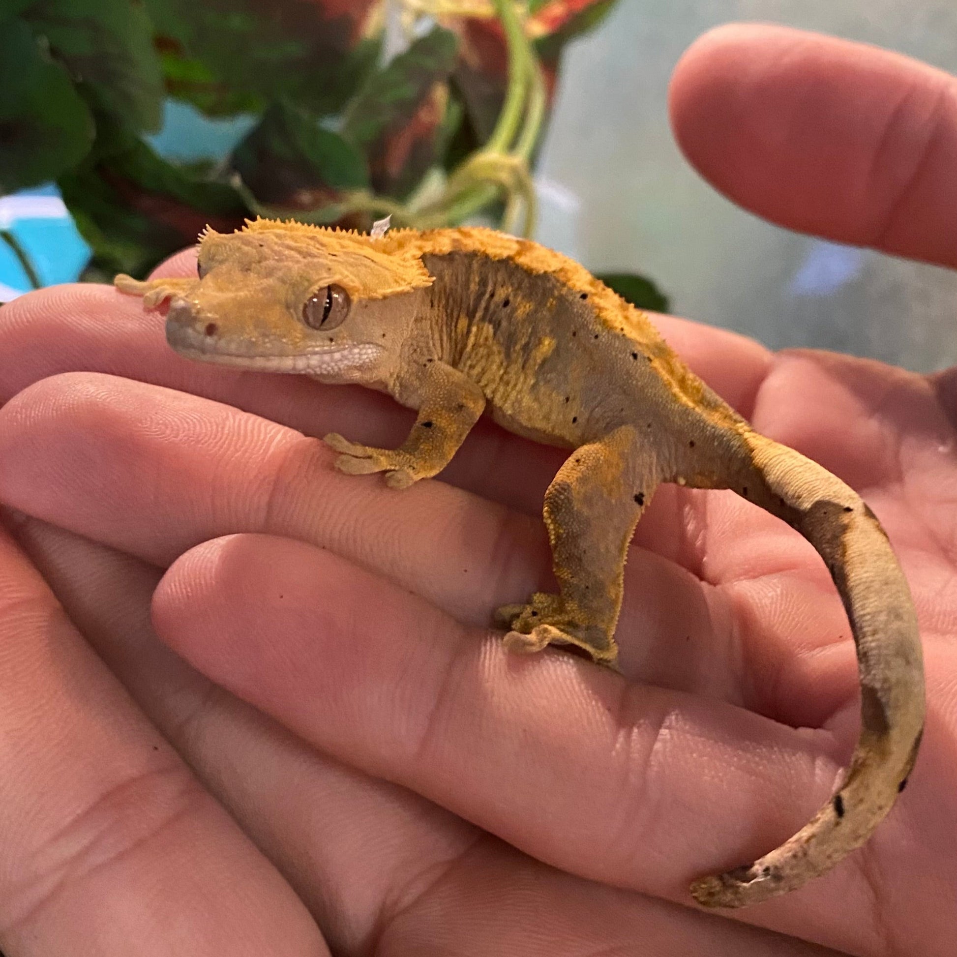 Crested Gecko – Pet Paradise Harvard