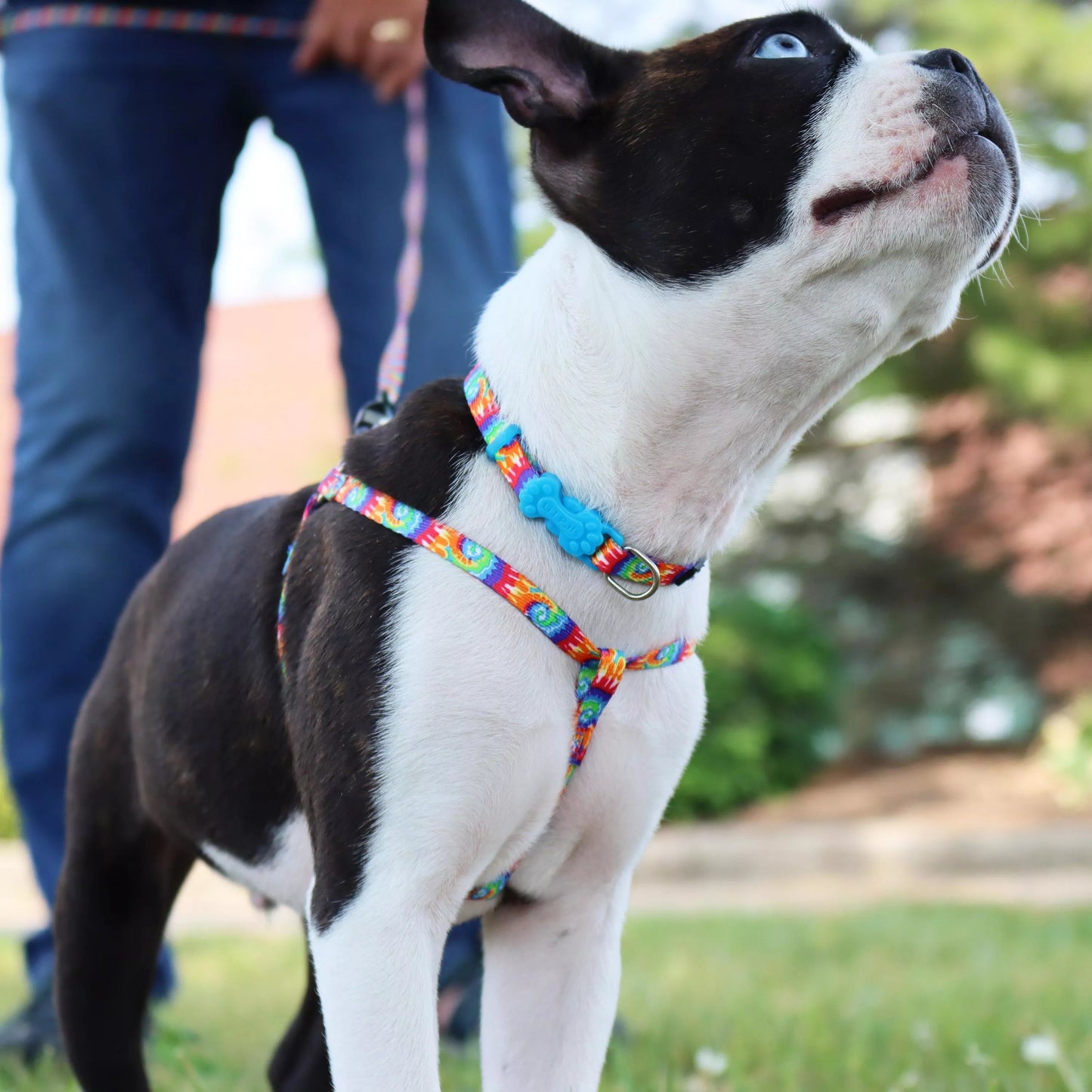 Li'l Pals Adjustable Patterned Dog Collar, Teal & Grey Diamonds