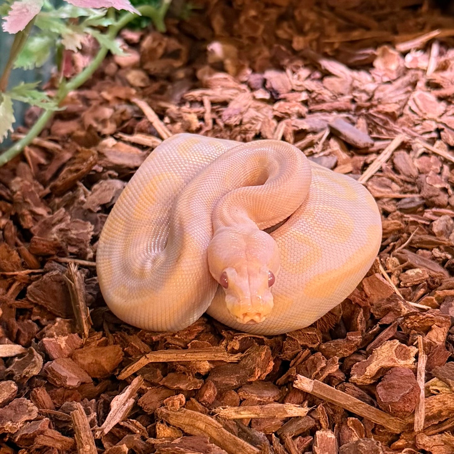 Albino Ball Python Female