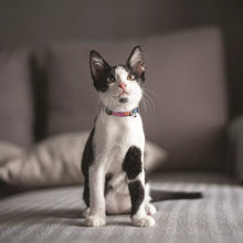 Load image into Gallery viewer, Li&#39;l Pals Adjustable Breakaway Kitten Collar, Daisy Multi-Color
