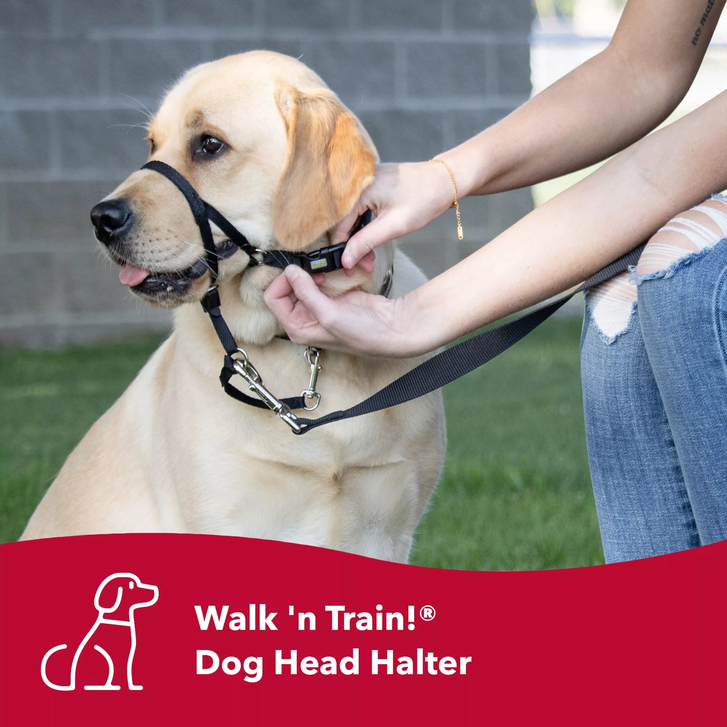 Coastal Walk 'n Train! Dog Head Halter