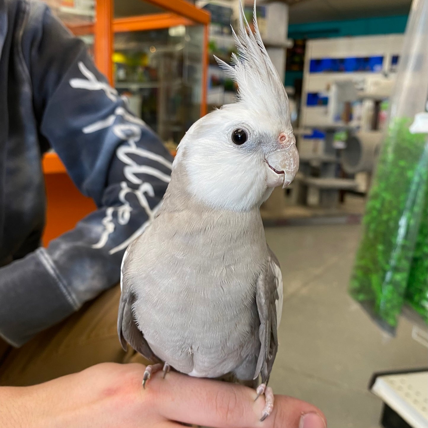 Assorted Cockatiel